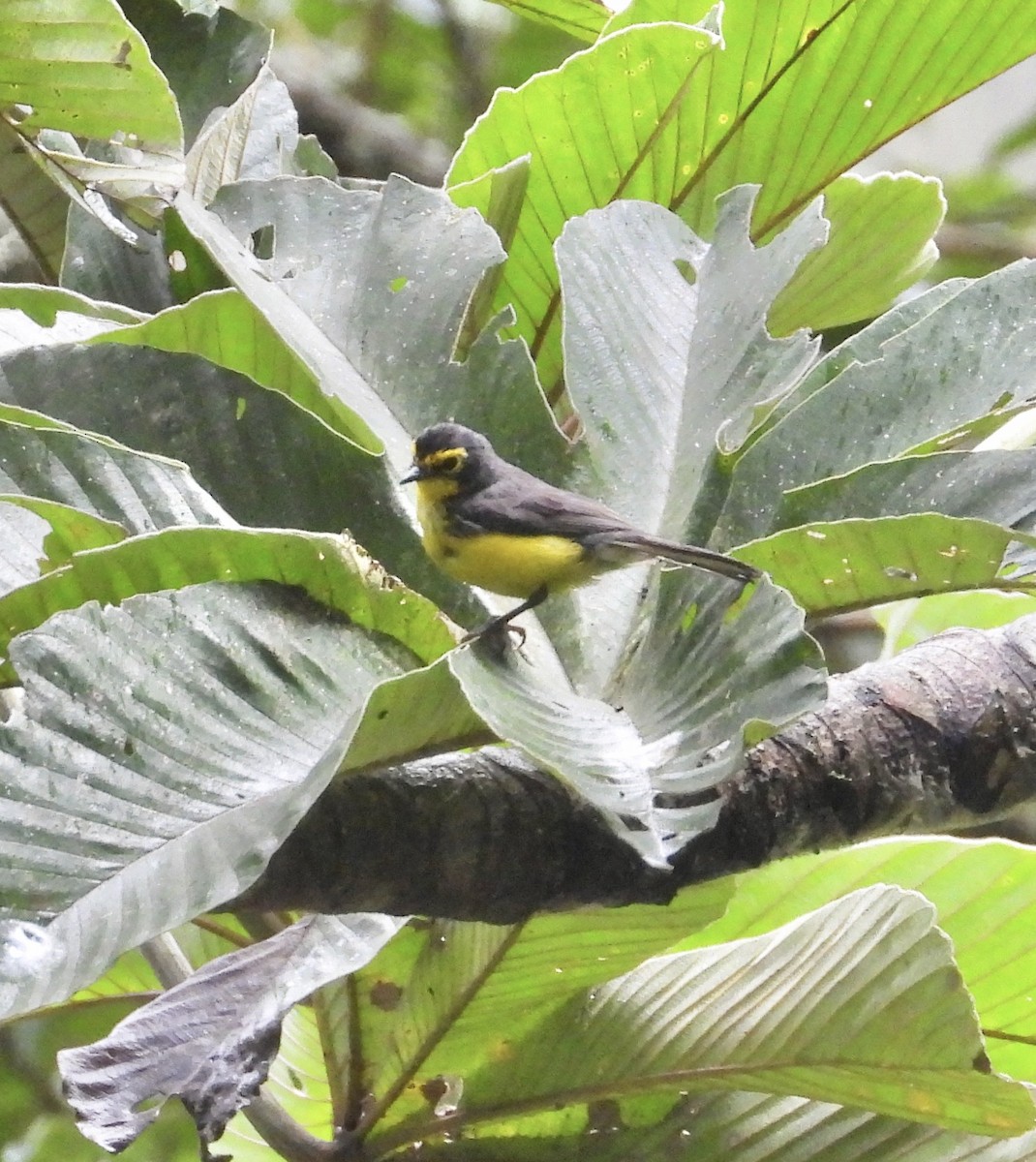 Spectacled Redstart - ML641730424