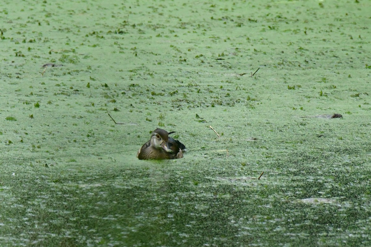 kachnička karolínská - ML641730430