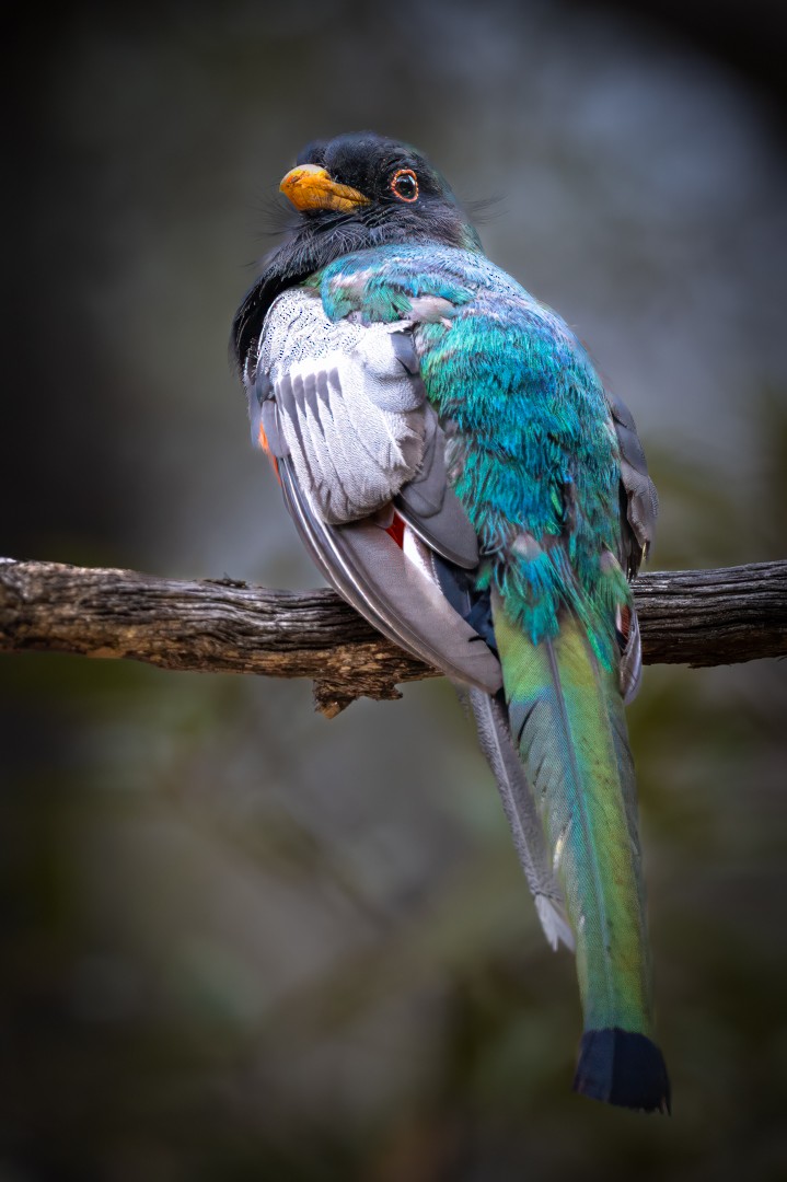 Coppery-tailed Trogon - ML641730445