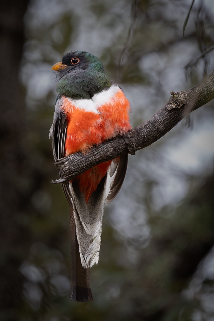 Coppery-tailed Trogon - ML641730446