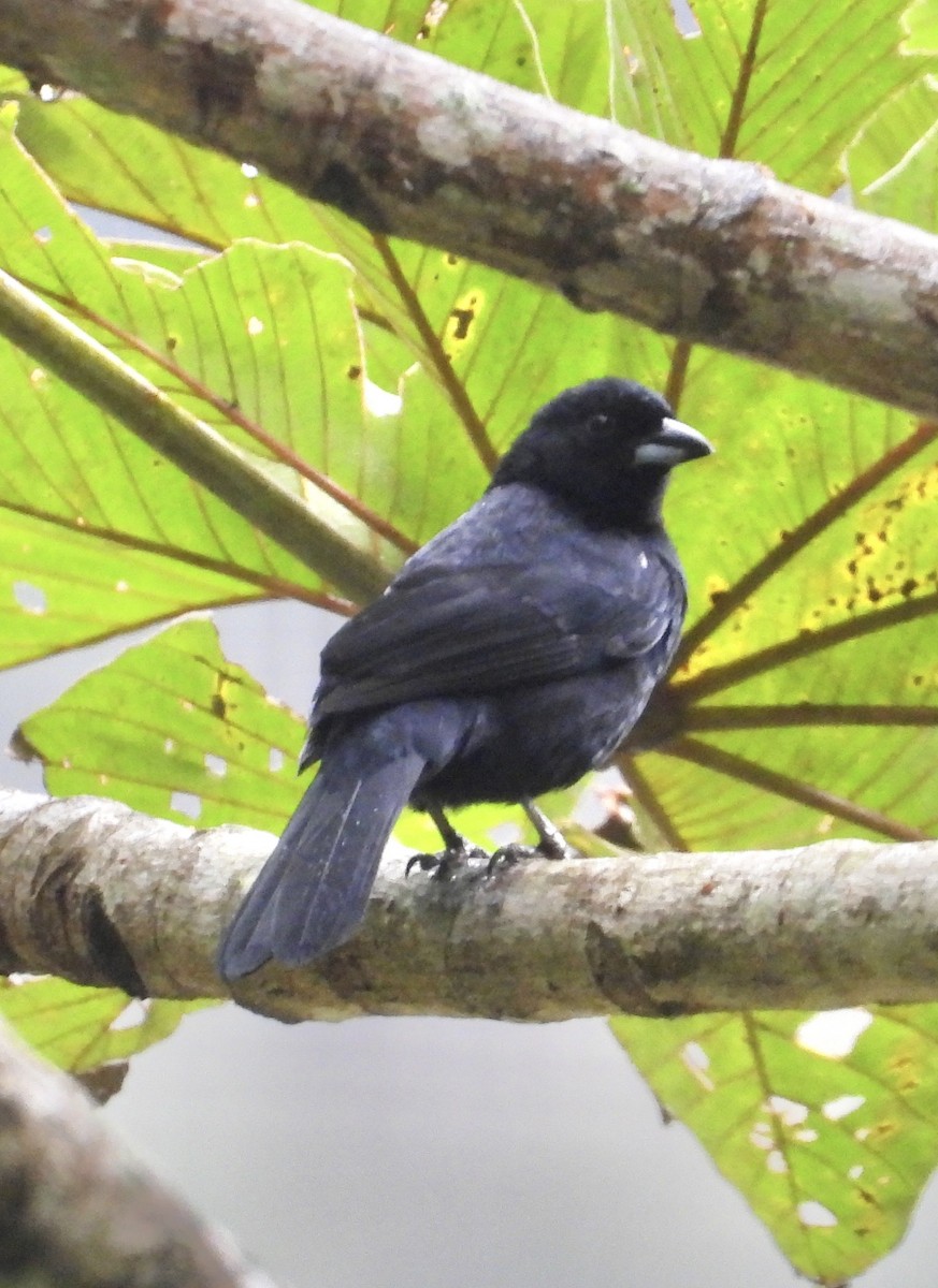 White-lined Tanager - ML641730451
