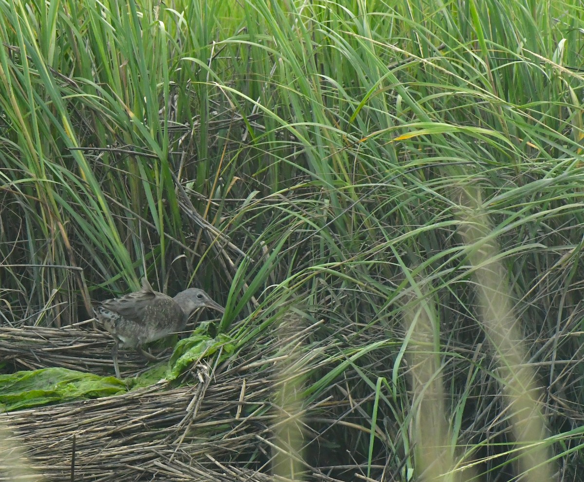 Clapper Rail - ML641730458