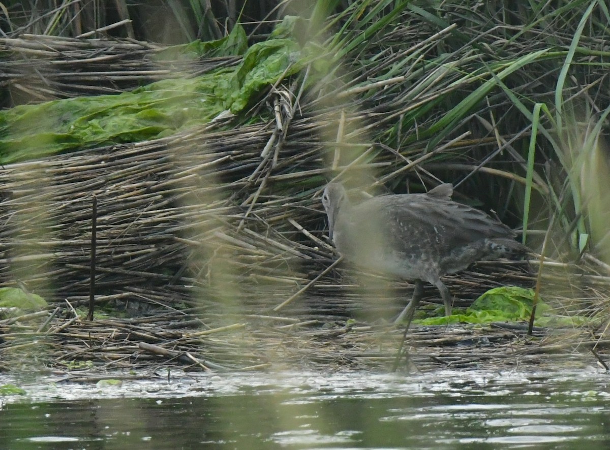 Clapper Rail - ML641730461