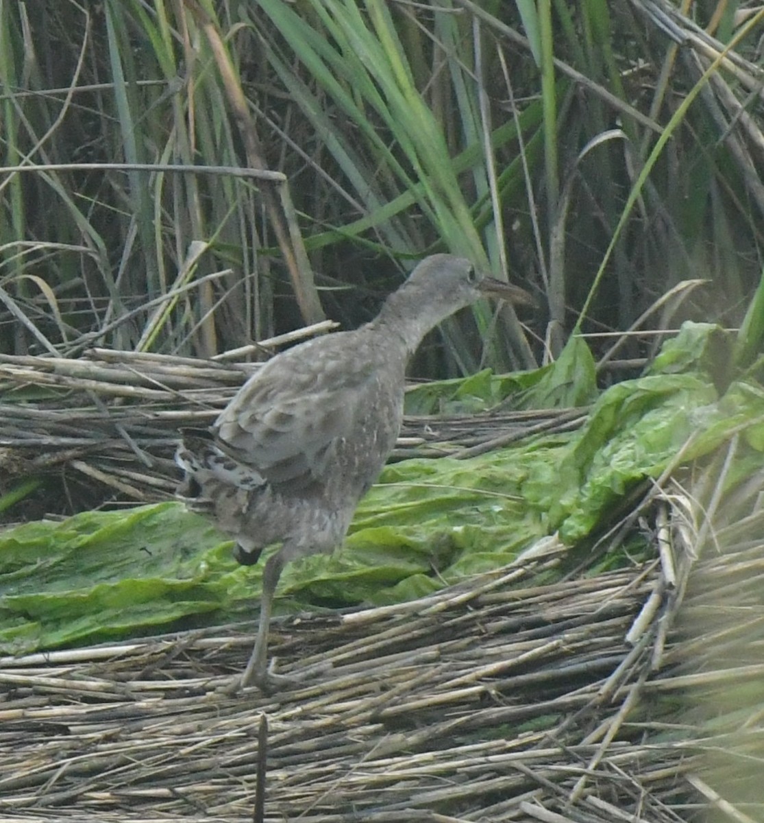 Clapper Rail - ML641730466