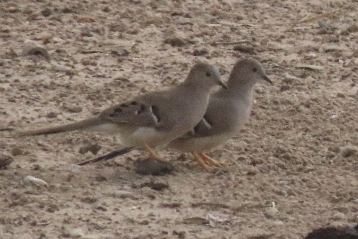 Long-tailed Ground Dove - ML641730470