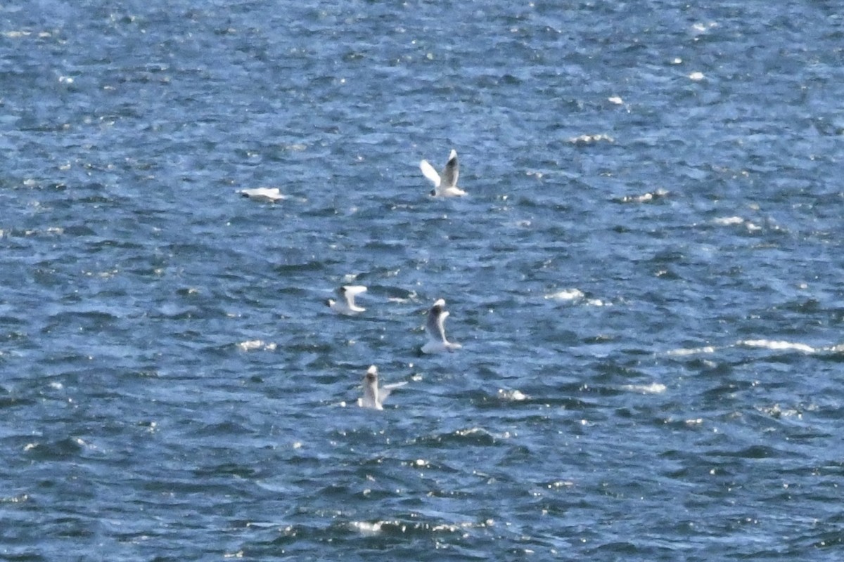 Mouette de Patagonie - ML641730479