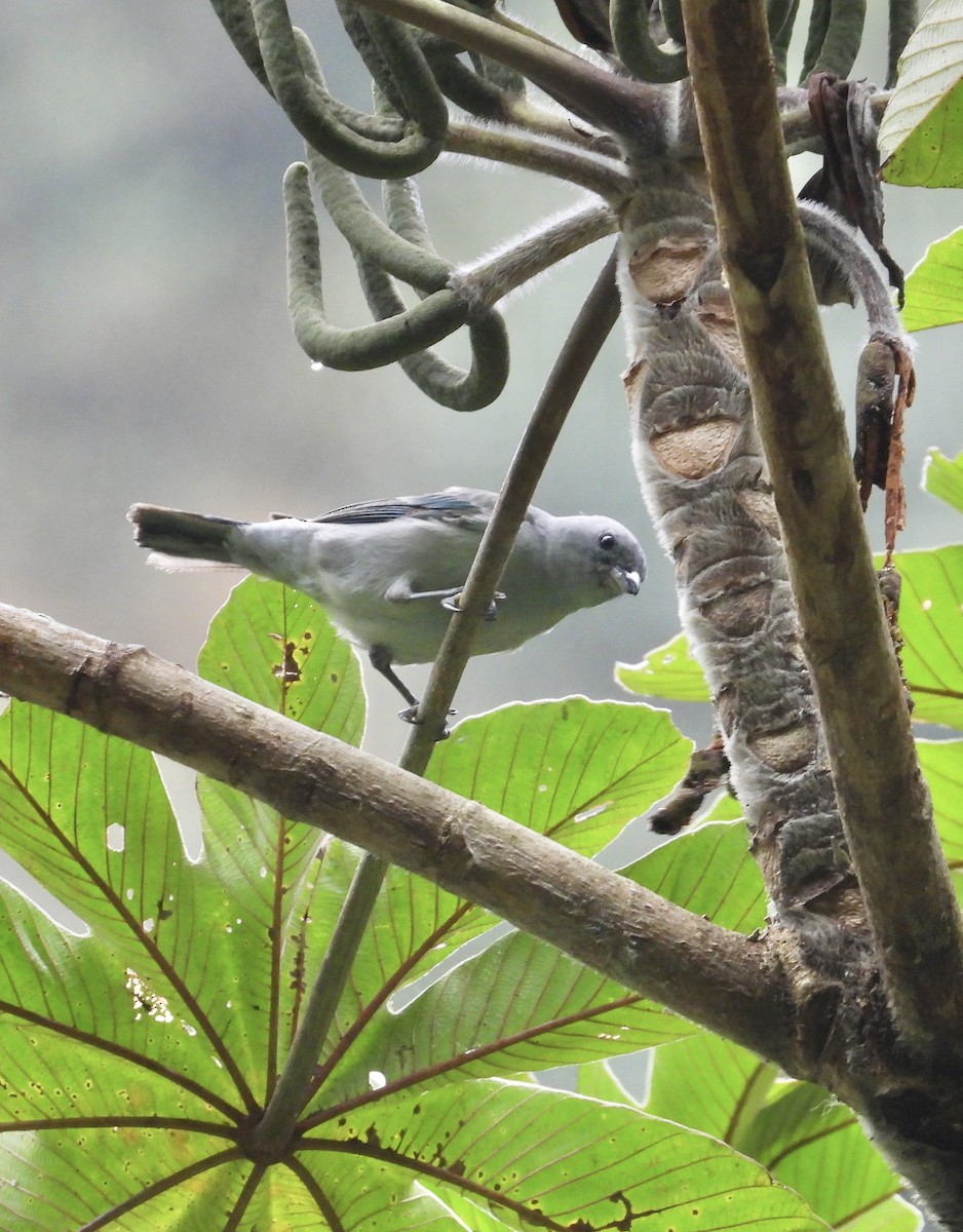 Blue-gray Tanager - ML641730493