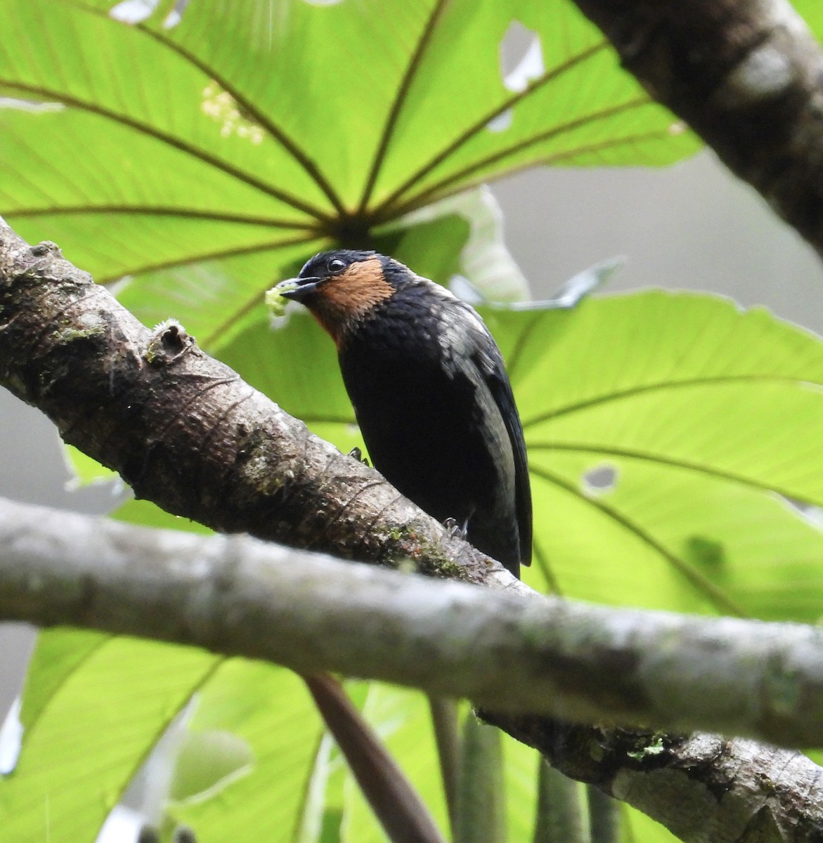 Silvery Tanager - ML641730504