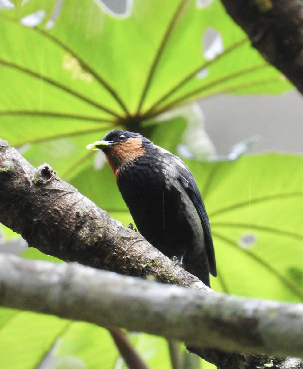 Silvery Tanager - ML641730505