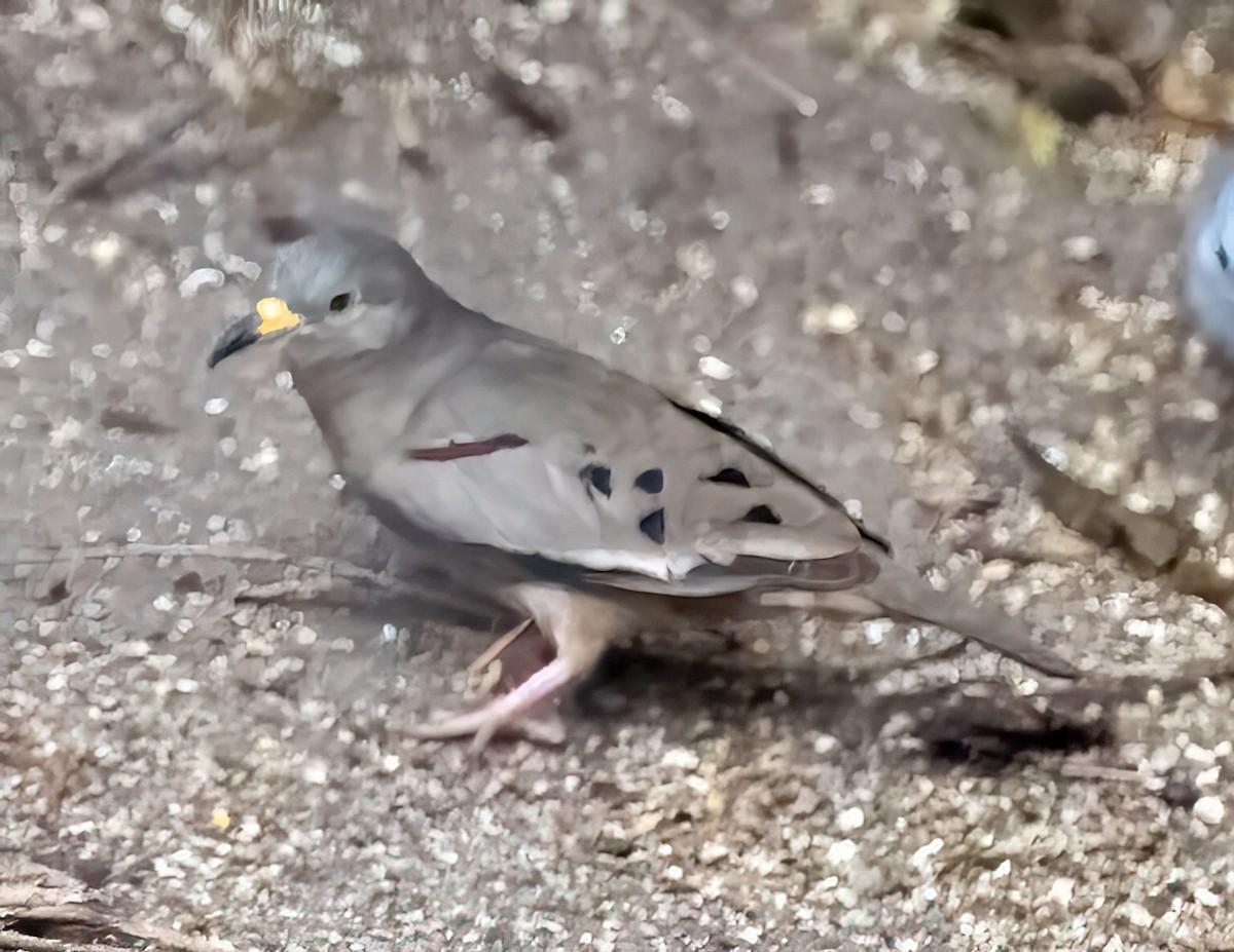 Croaking Ground Dove - ML641730516