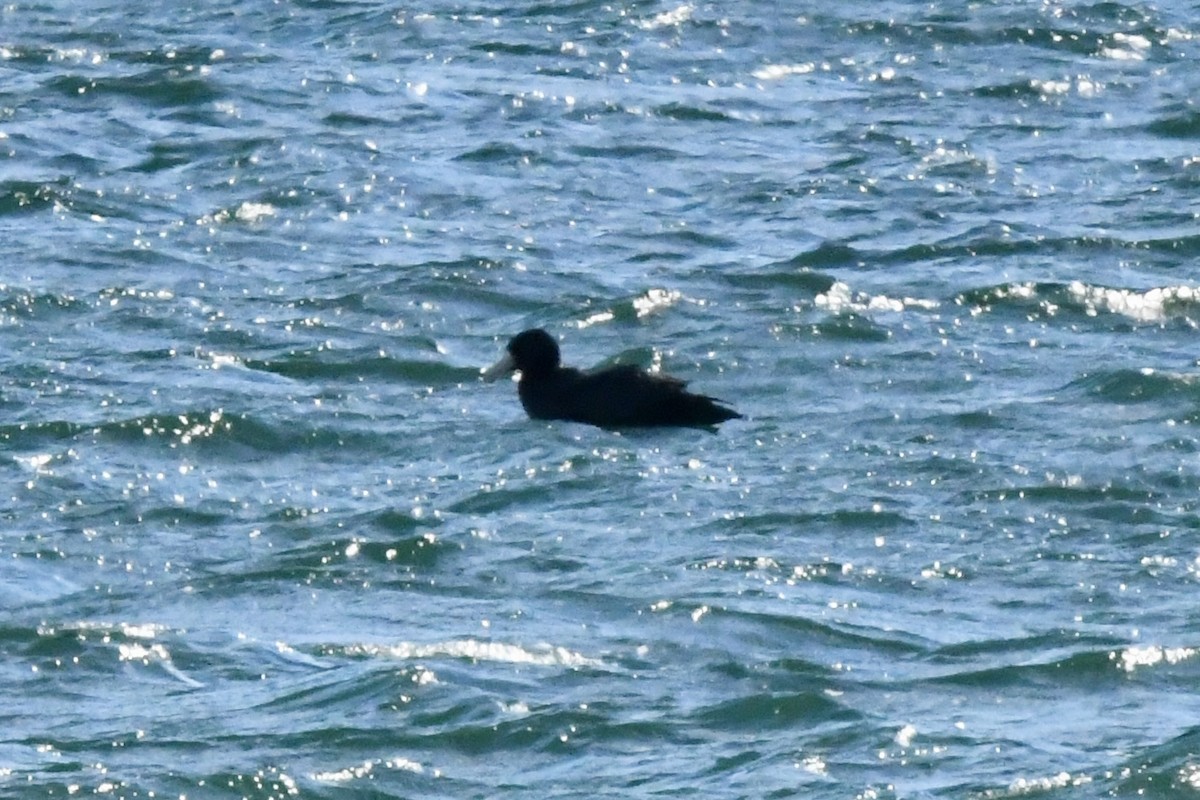 Southern Giant-Petrel - ML641730519