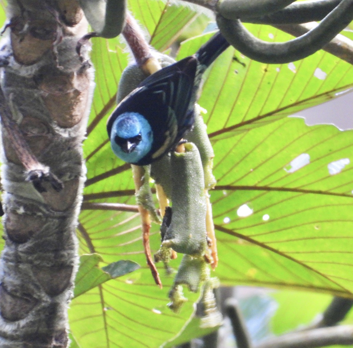 Blue-necked Tanager - ML641730525