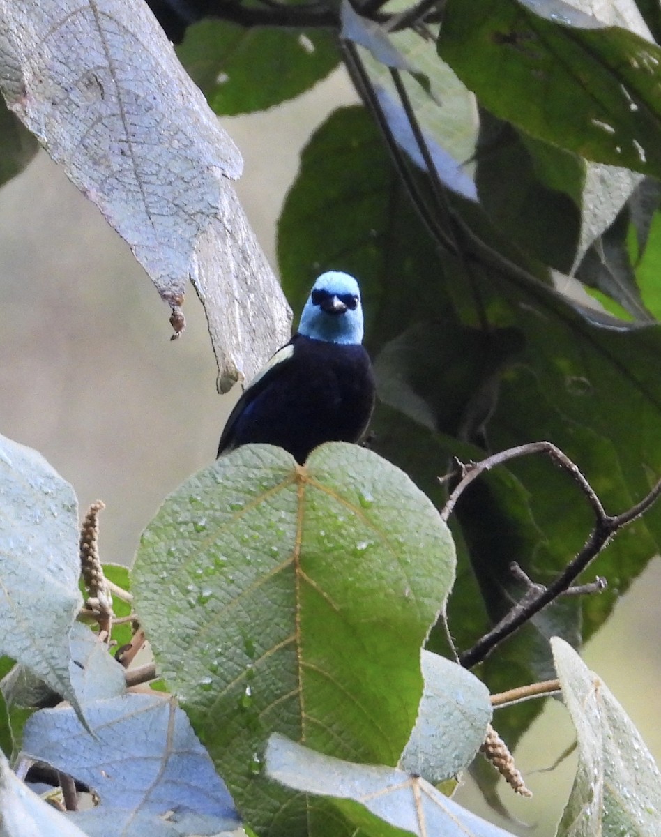 Blue-necked Tanager - ML641730526