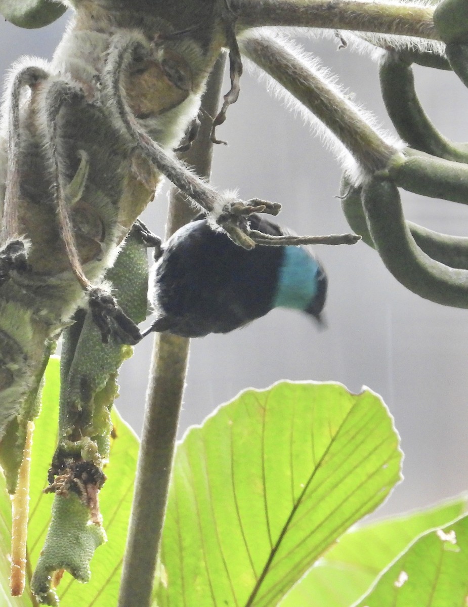 Blue-necked Tanager - ML641730527