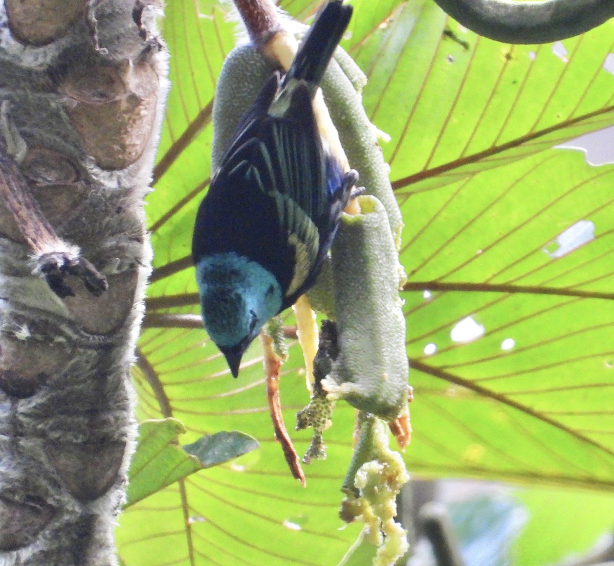 Blue-necked Tanager - ML641730528