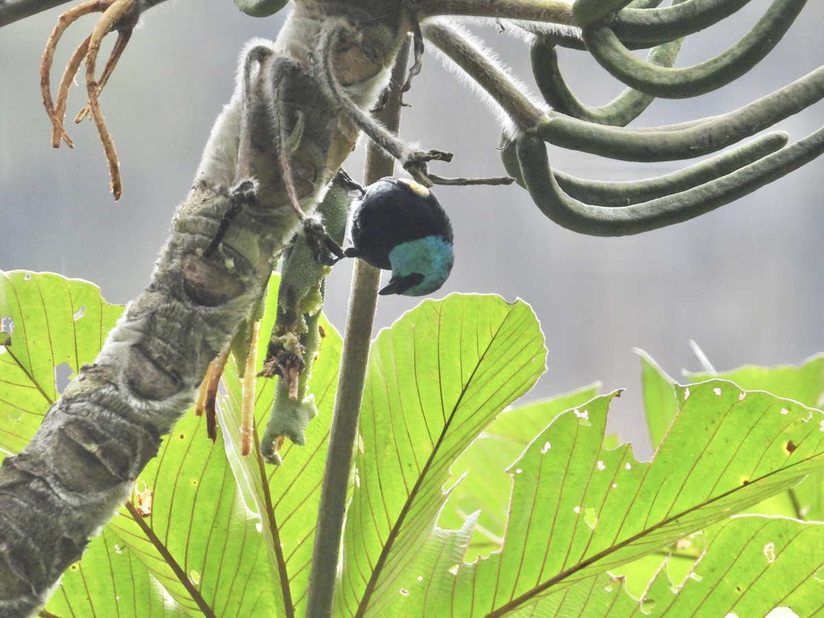 Blue-necked Tanager - ML641730529