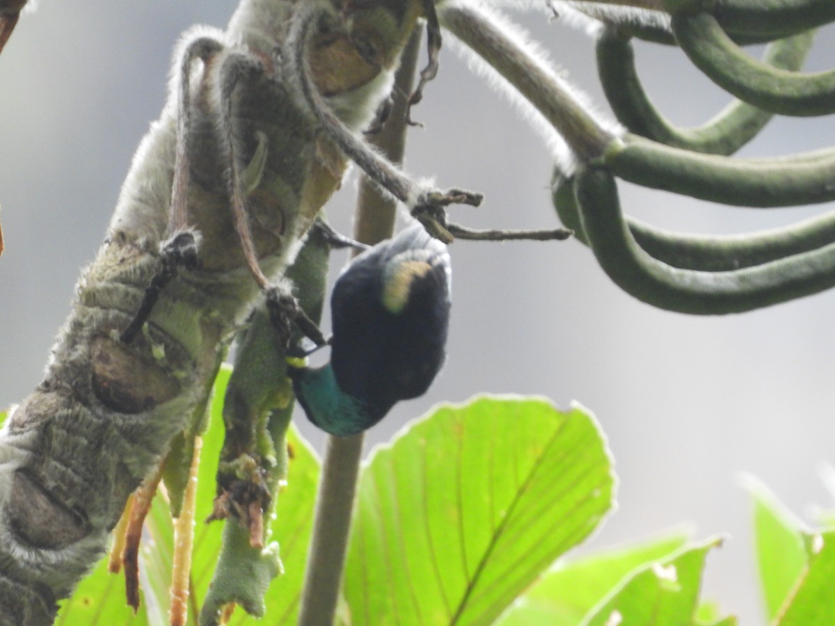 Blue-necked Tanager - ML641730530