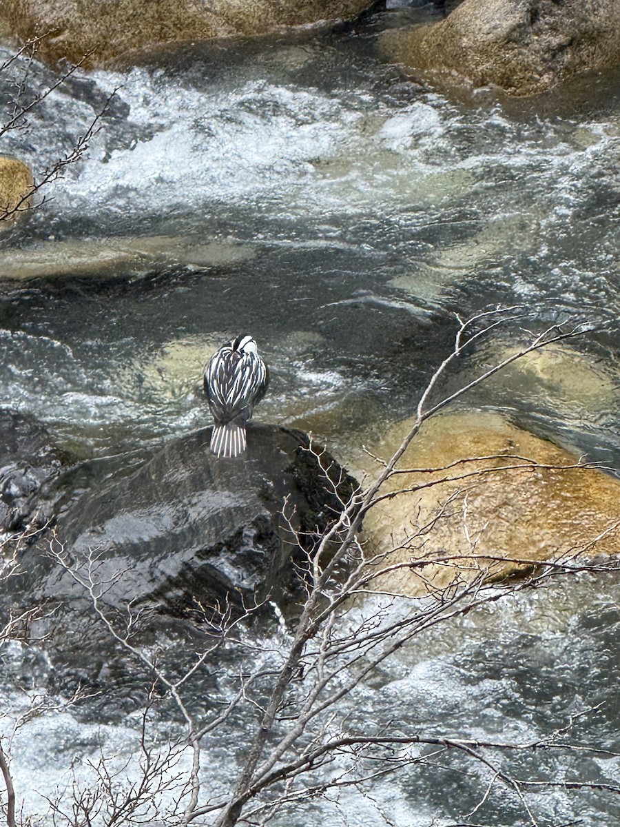 kachna bystřinná - ML641730547