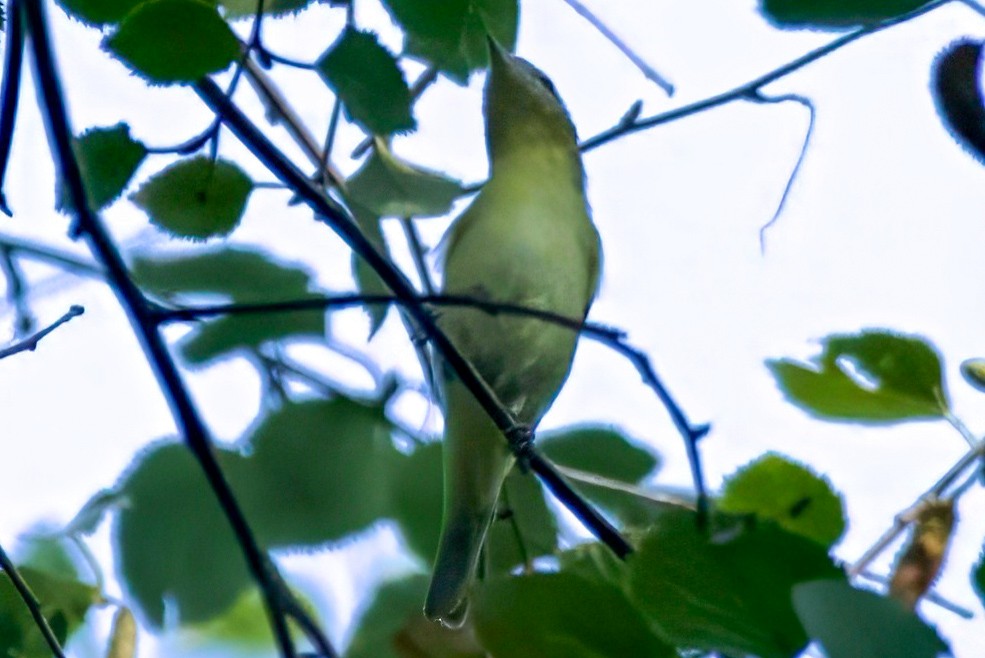 Philadelphia Vireo - ML641730551
