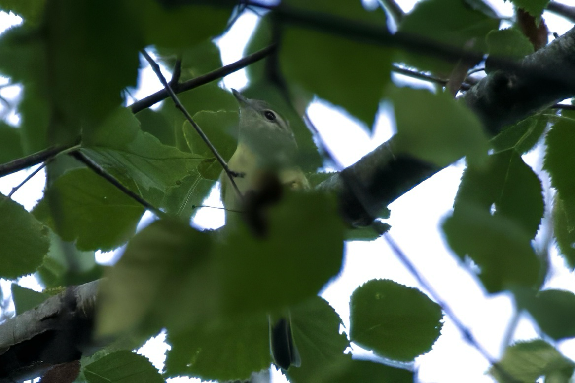 Philadelphia Vireo - ML641730552