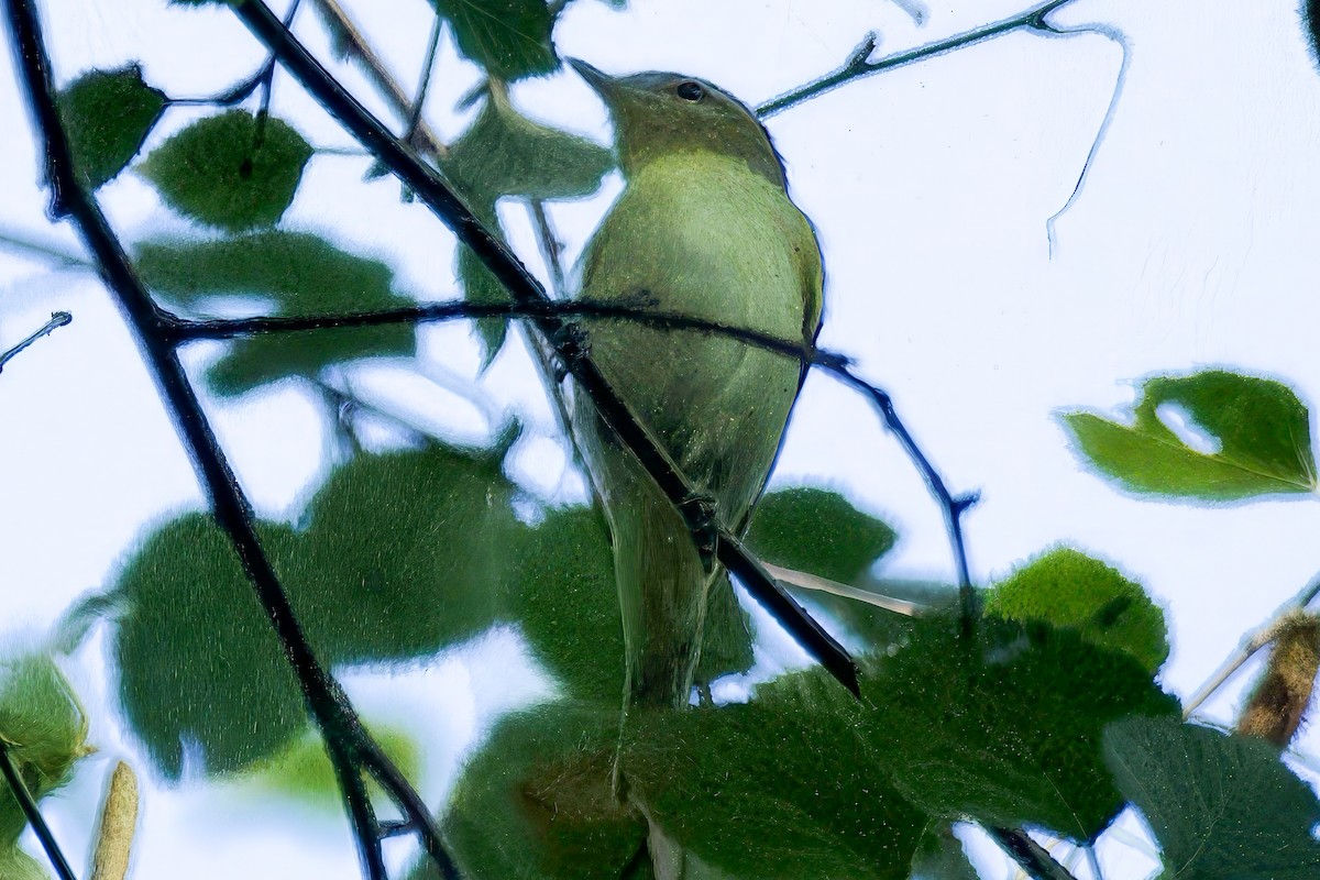 Philadelphia Vireo - ML641730554