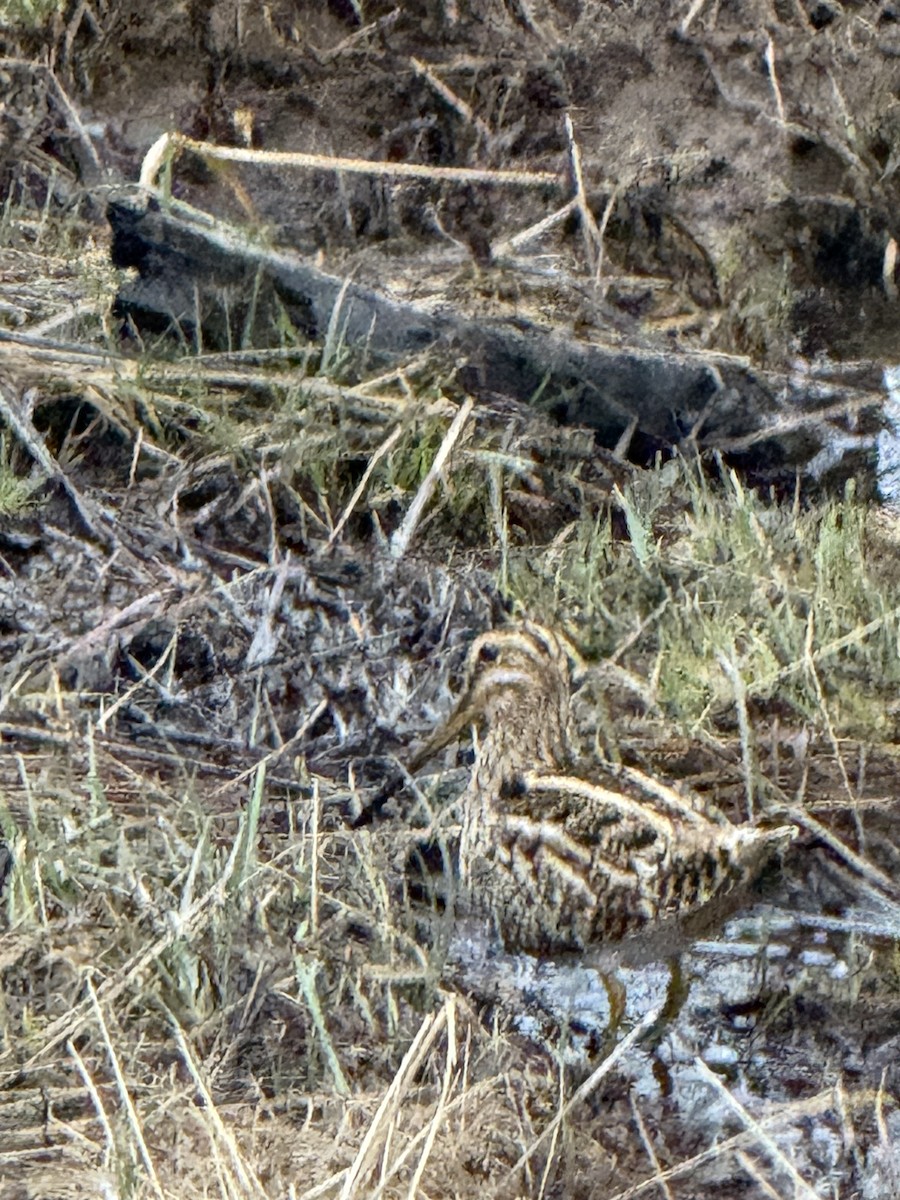 Magellanic Snipe - ML641730555