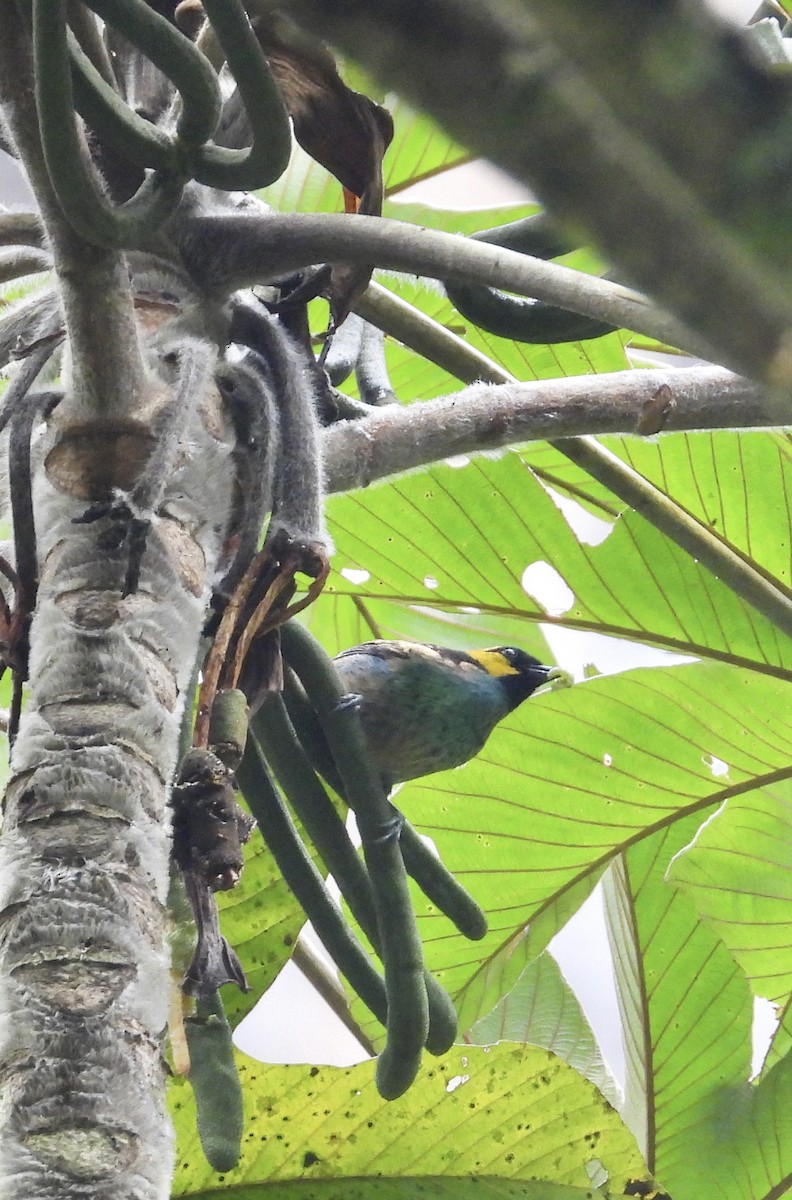 Saffron-crowned Tanager - ML641730574