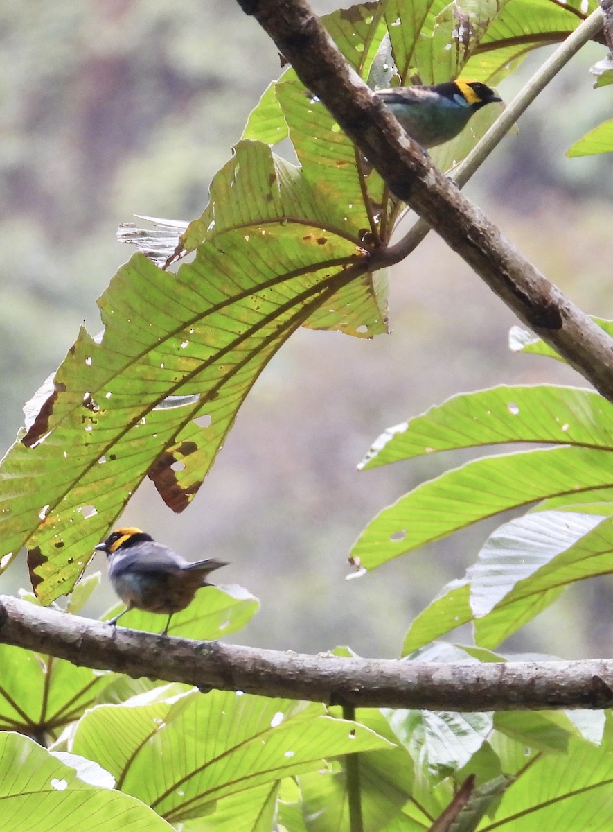 Saffron-crowned Tanager - ML641730575