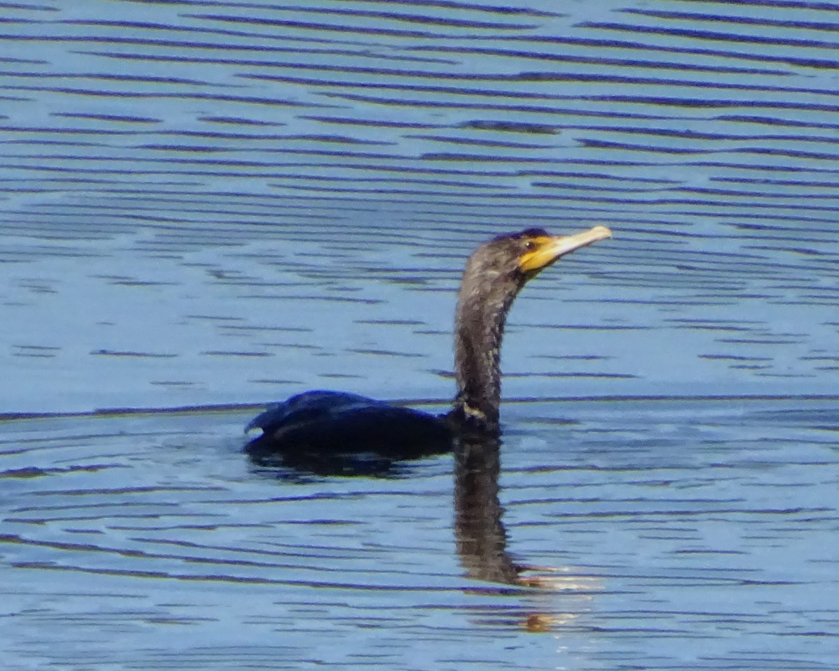 Double-crested Cormorant - ML641730579
