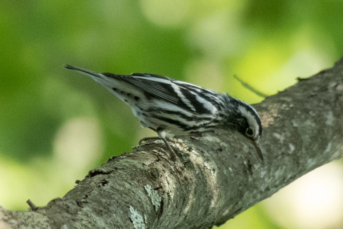 Black-and-white Warbler - ML641730580