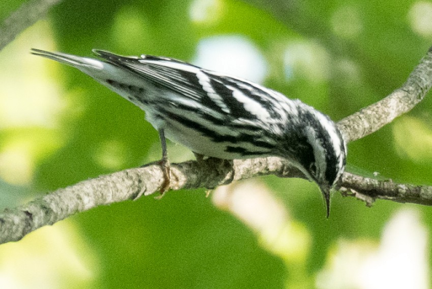 Black-and-white Warbler - ML641730581