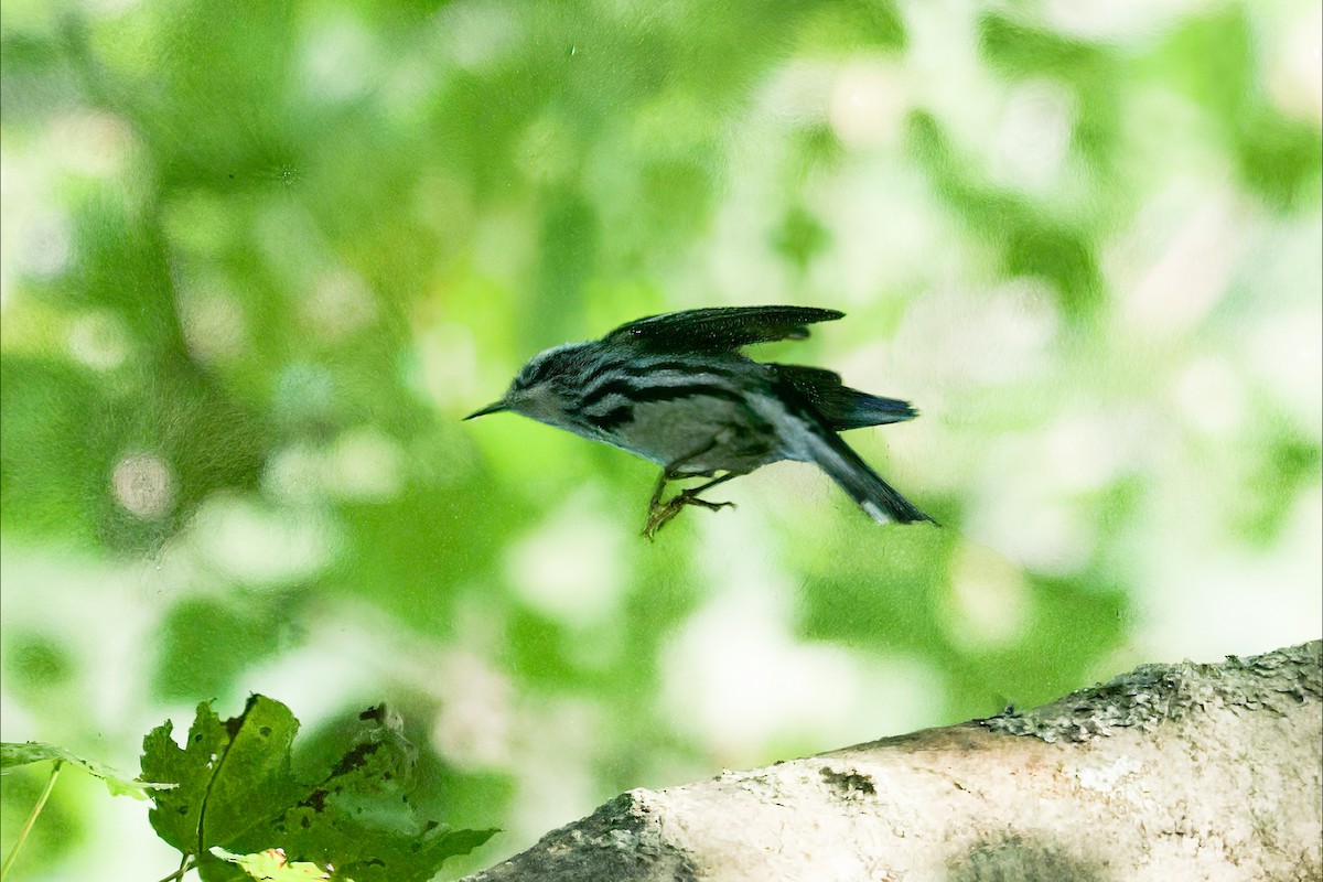 Black-and-white Warbler - ML641730582