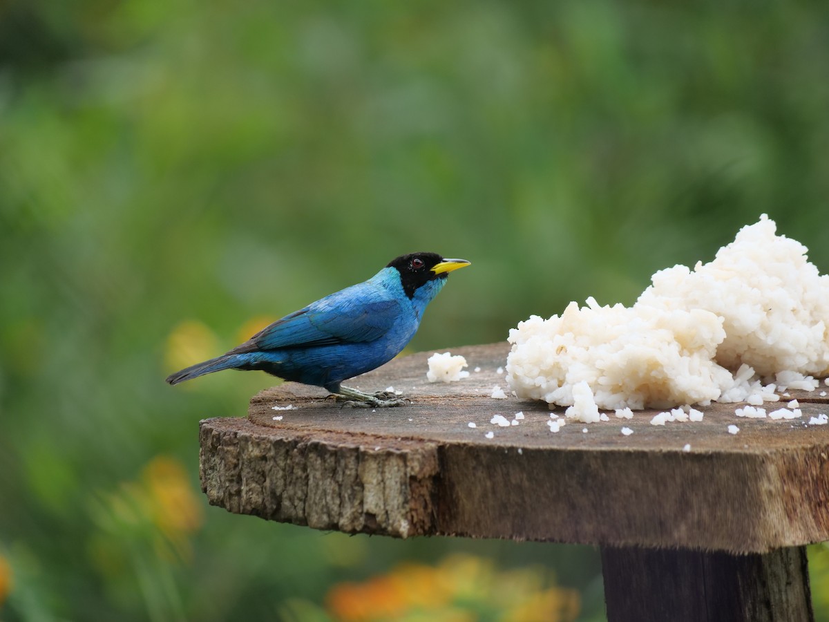 Green Honeycreeper - ML641730586