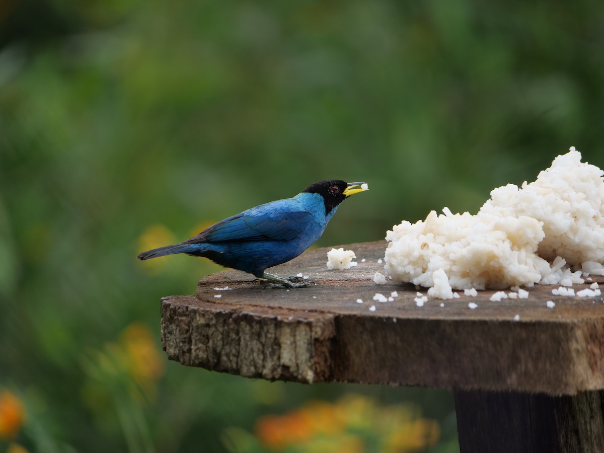 Green Honeycreeper - ML641730587