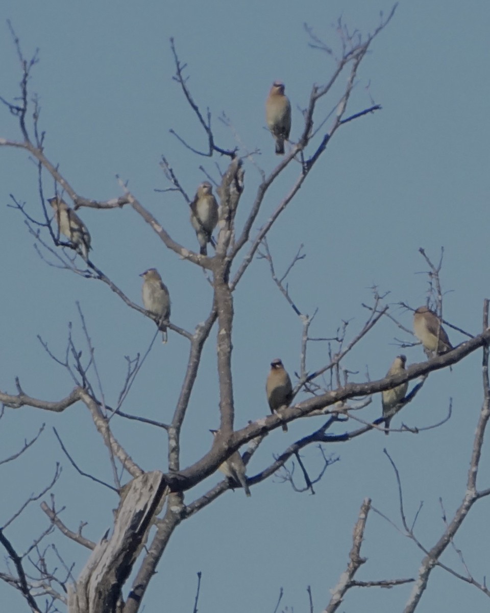 Cedar Waxwing - ML641730593