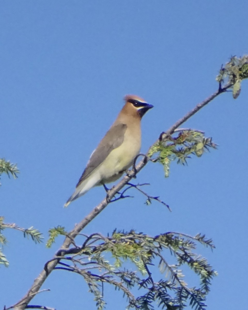 Cedar Waxwing - ML641730594
