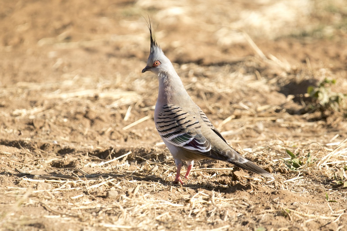 Crested Pigeon - ML641730600
