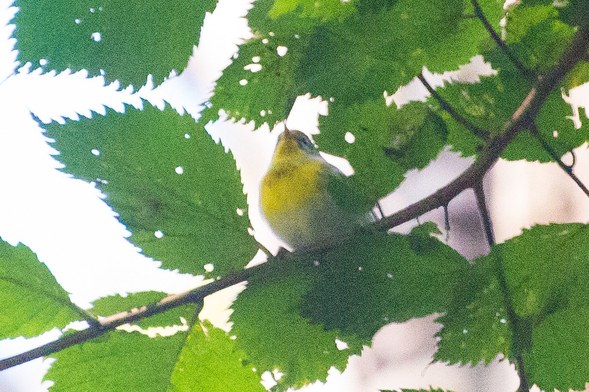 Kuzeyli Parula - ML641730625