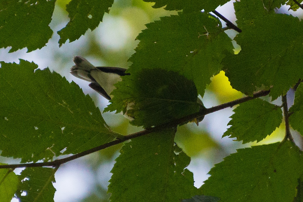 Kuzeyli Parula - ML641730626