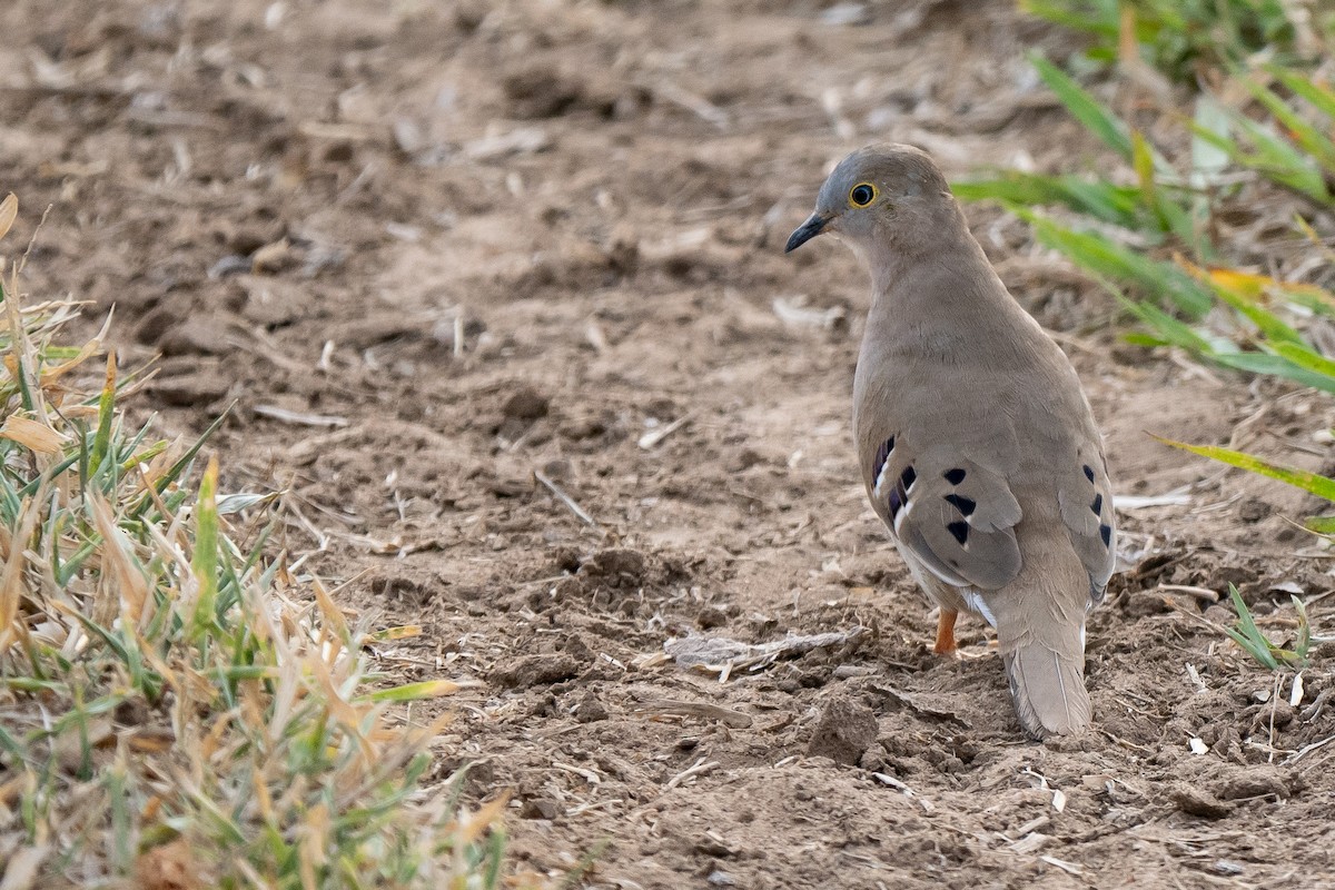 Long-tailed Ground Dove - ML641730640