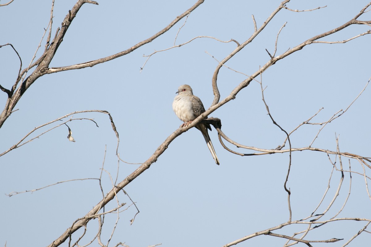Diamond Dove - ML641730647