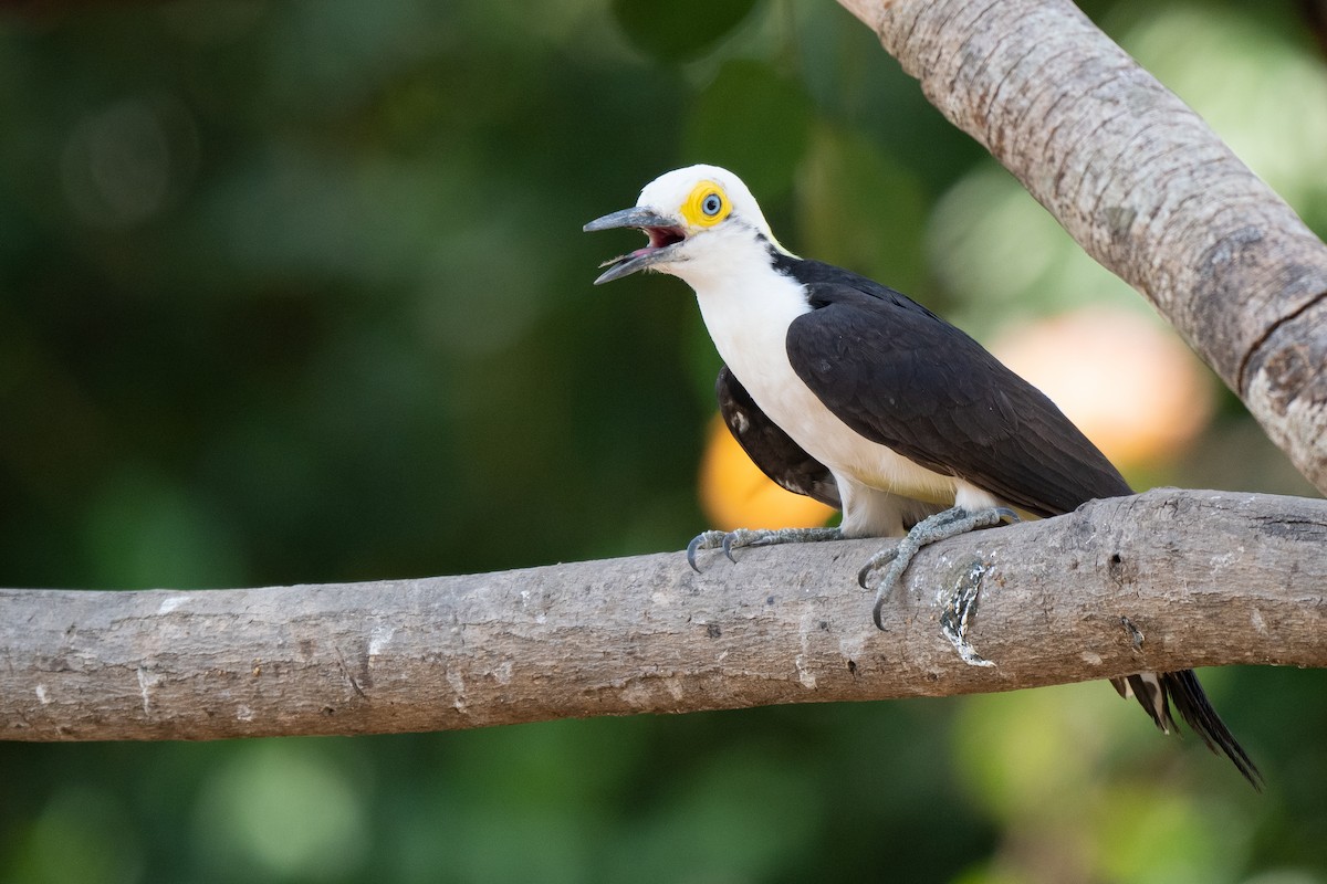 White Woodpecker - ML641730650