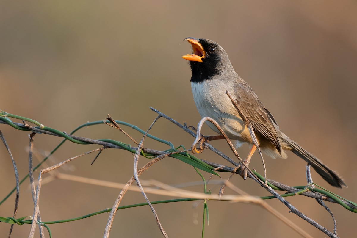 Black-throated Saltator - ML641730678