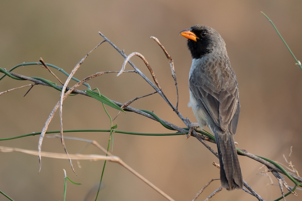 Black-throated Saltator - ML641730679
