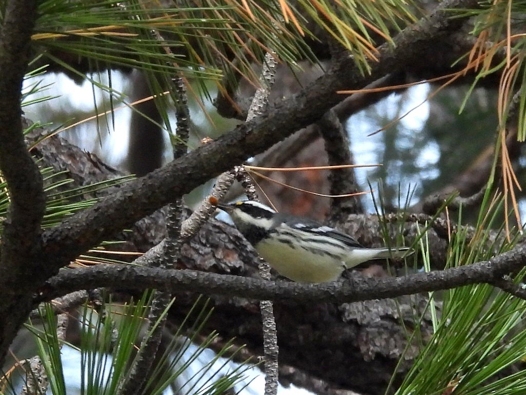 Black-throated Gray Warbler - ML641730681