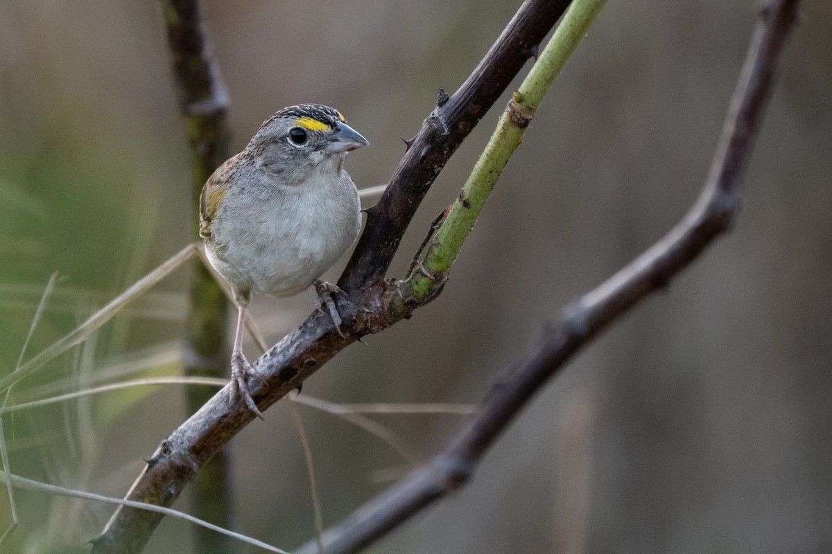 Grassland Sparrow - ML641730684