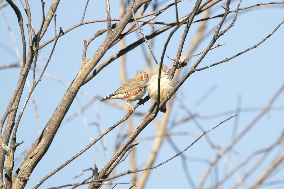 Zebra Finch (Australian) - ML641730693