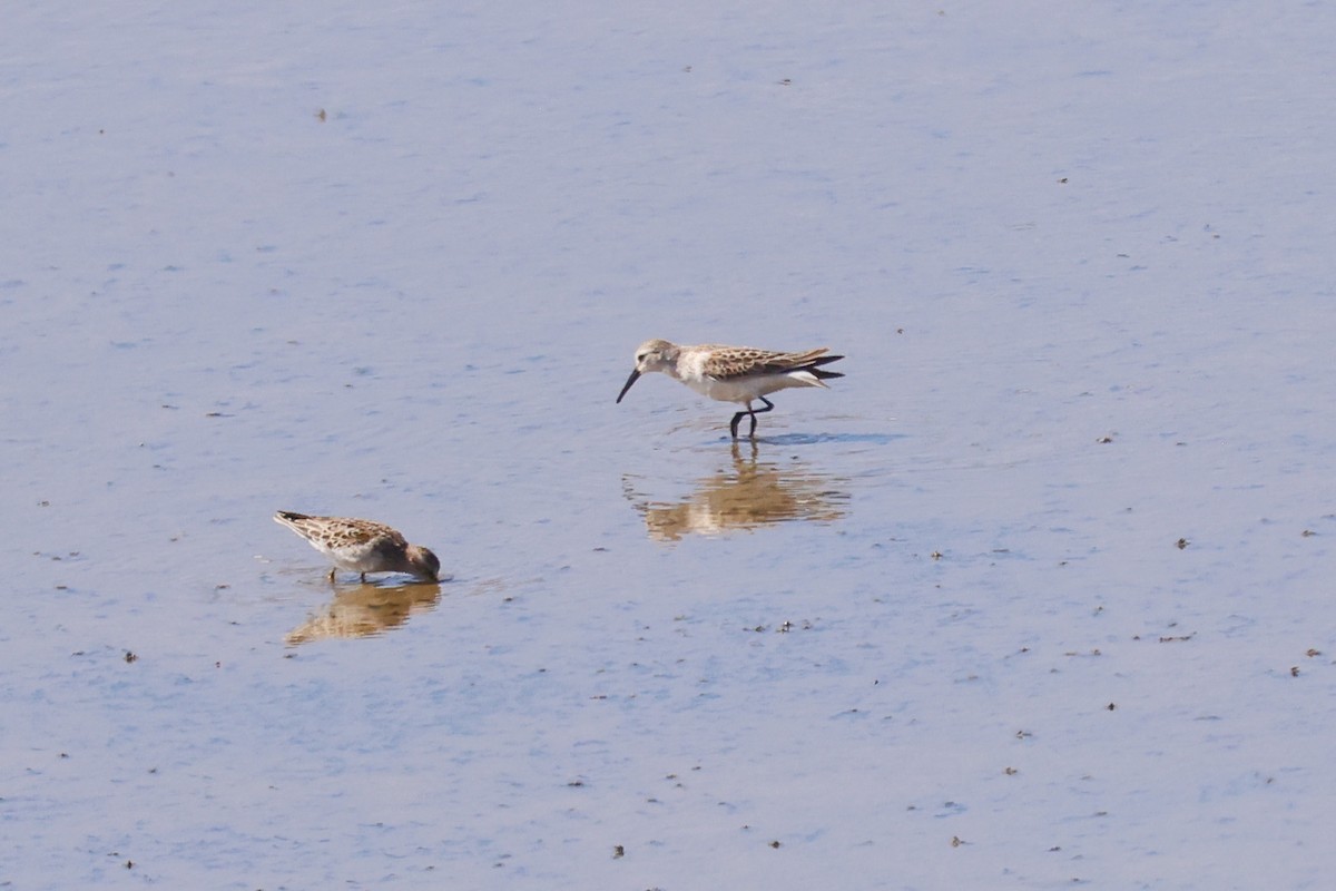 Western Sandpiper - ML641730754