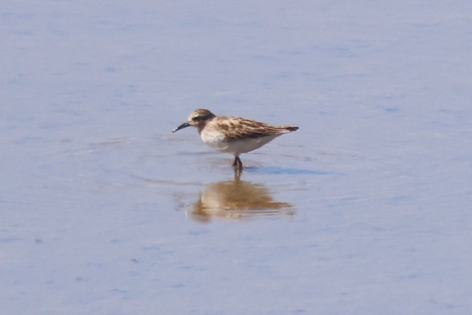 Least Sandpiper - ML641730767