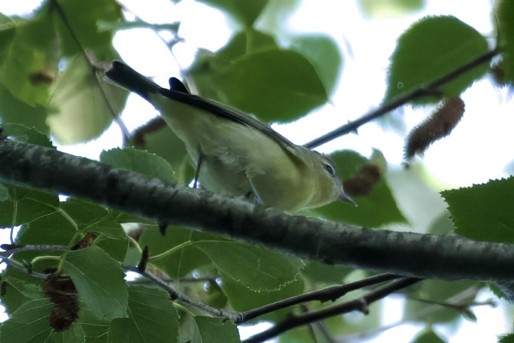 Philadelphia Vireo - ML641730791